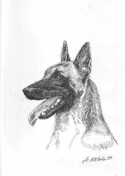 07.jpg - malinois