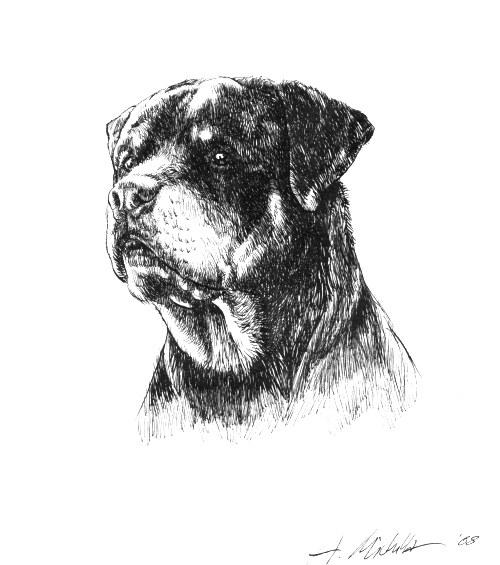 1.jpg - rottweiler