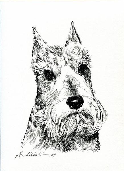 11.jpg - zwergschnauzer