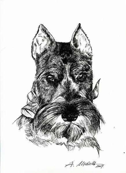 12.JPG - zwergschnauzer