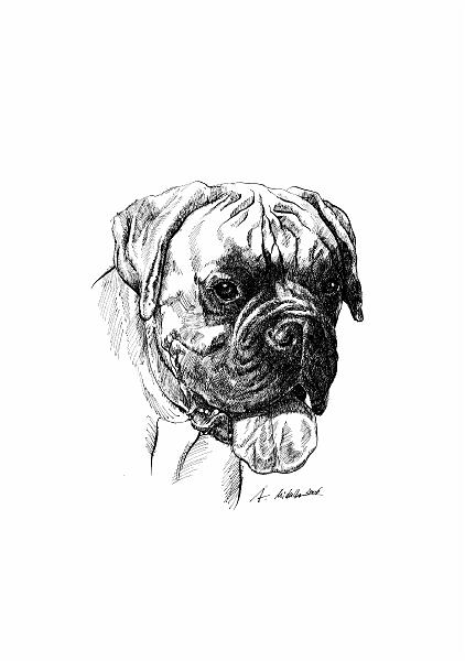 13.jpg - boxer