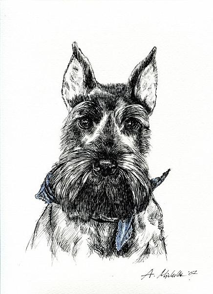 17.JPG - zwergschnauzer