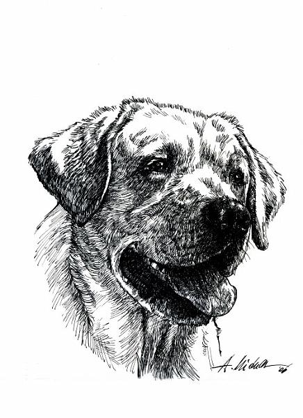 19.JPG - labrador