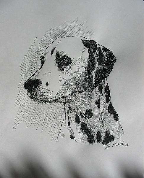 3.JPG - dalmata