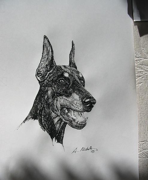 9.JPG - doberman