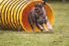 alb_Capi_Yackson_agility2.JPG (138747 byte)